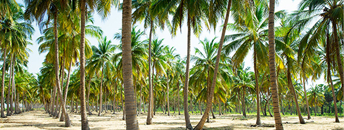 イメージ：RSPO　持続可能なパーム油のための円卓会議